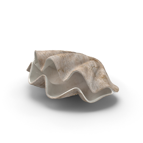 Clam Shells PNG & PSD Images