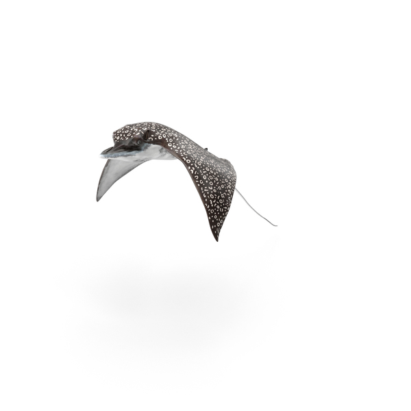 Eagle Ray PNG & PSD Images