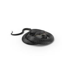 Black Snake PNG & PSD Images