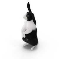 黑白兔子PNG和PSD图像