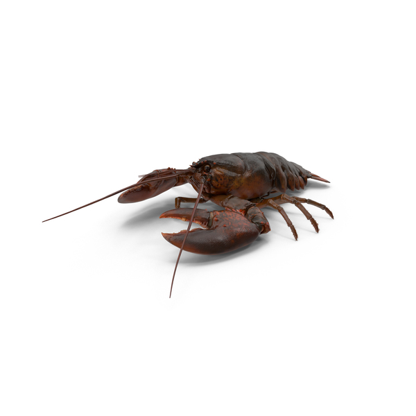 Lobster PNG & PSD Images