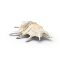 Murex Conch Shell PNG & PSD Images