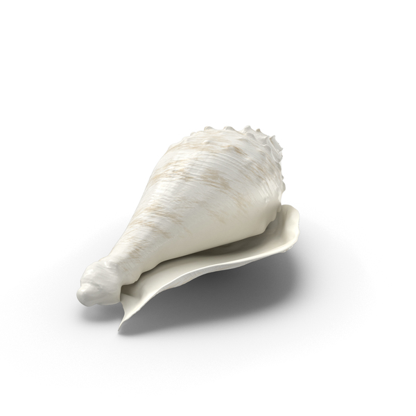 White Conch Shell PNG & PSD Images