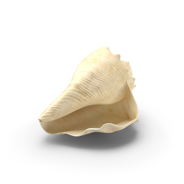 Horse Conch Shell PNG & PSD Images