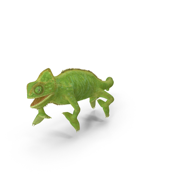 Chameleon Walking on Branch Pose PNG & PSD Images