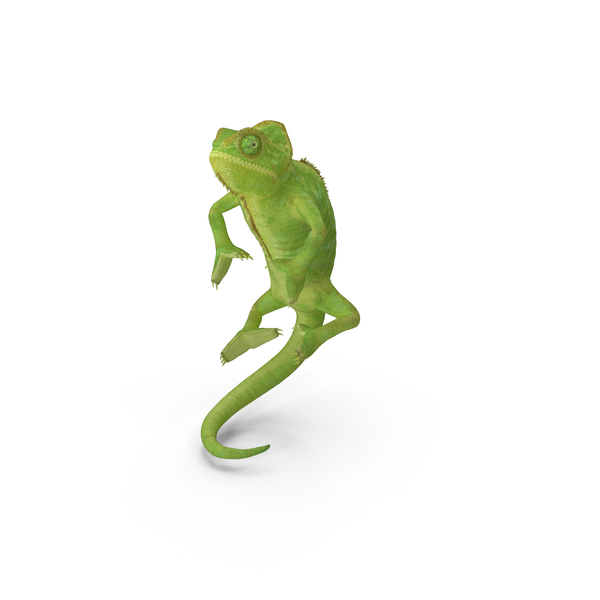 Chameleon Climbing Pose PNG & PSD Images