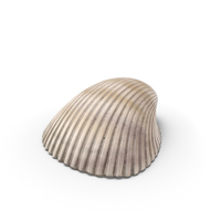 Heart Cockle Shell PNG & PSD Images