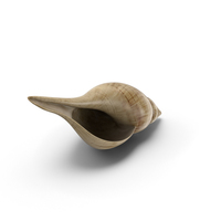 Tulip Shell PNG & PSD Images