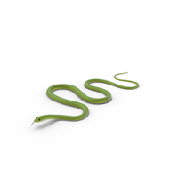绿色蛇滑行PNG和PSD图像