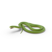 Green Snake Attack Pose PNG & PSD Images