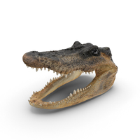 Alligator Head PNG & PSD Images