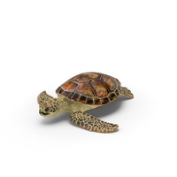 Sea Turtle PNG & PSD Images