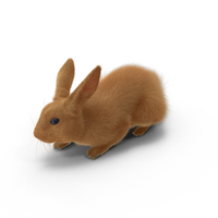 Rabbit PNG & PSD Images