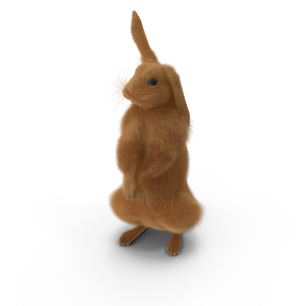 Rabbit Standing PNG & PSD Images