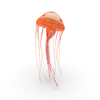 Jellyfish PNG & PSD Images