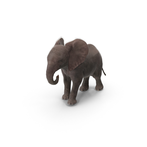 Baby Elephant PNG & PSD Images