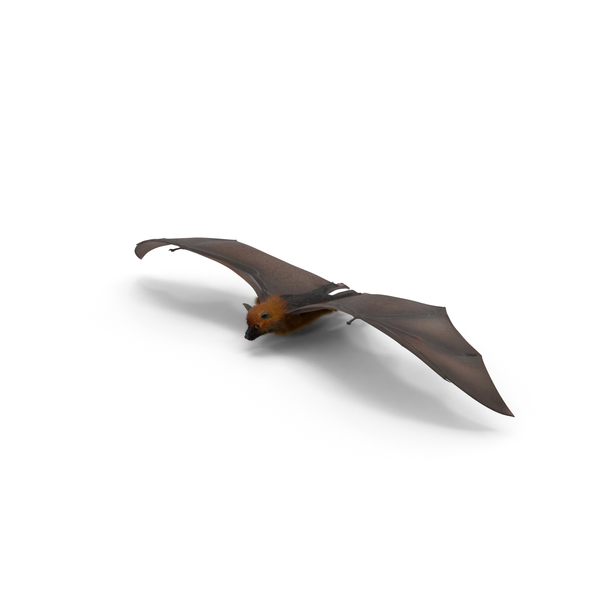 Fruit Bat Flying Low PNG & PSD Images