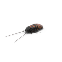 Hissing Cockroach PNG & PSD Images