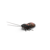 嘶嘶的蟑螂PNG和PSD图像