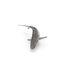 Spot-tail Shark PNG & PSD Images