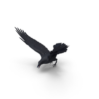 Crow Flapping Wings PNG & PSD Images