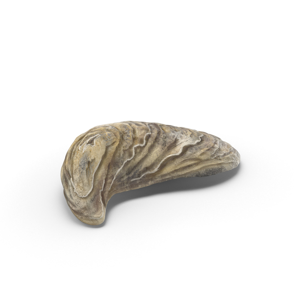 Oyster Shell PNG & PSD Images