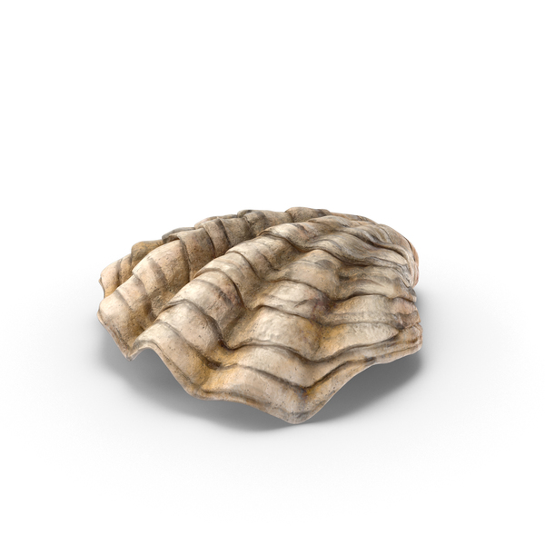 Oyster Shell PNG & PSD Images