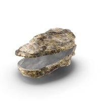 Oyster Shell PNG & PSD Images