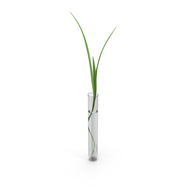 Plant in Test Tube PNG & PSD Images