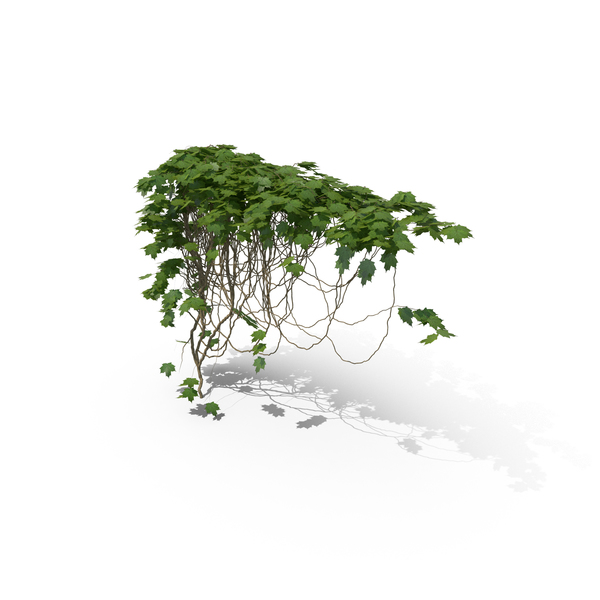 Ivy PNG & PSD Images