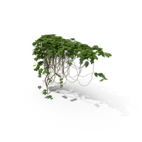 Ivy PNG & PSD Images