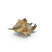 Spider Conch Shell PNG & PSD Images