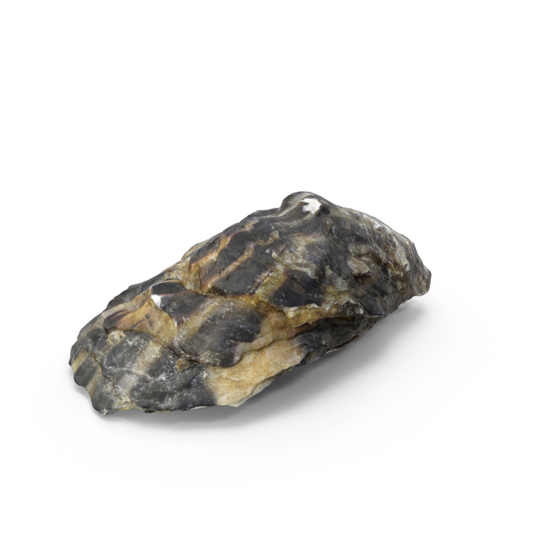 Oyster PNG & PSD Images