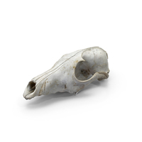 Animal Skull PNG & PSD Images