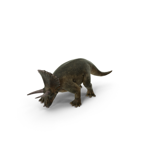 Triceratops PNG和PSD图像