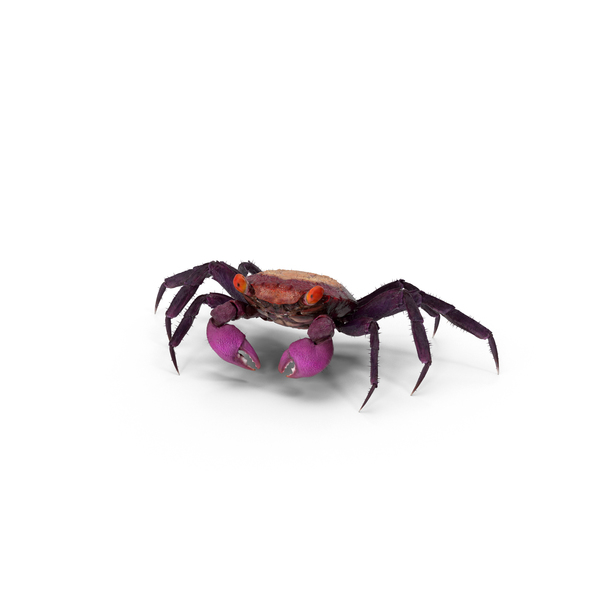 Purple Vampire Crab PNG & PSD Images