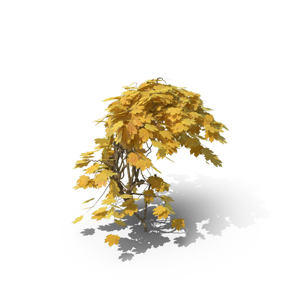 Yellow Ivy PNG & PSD Images