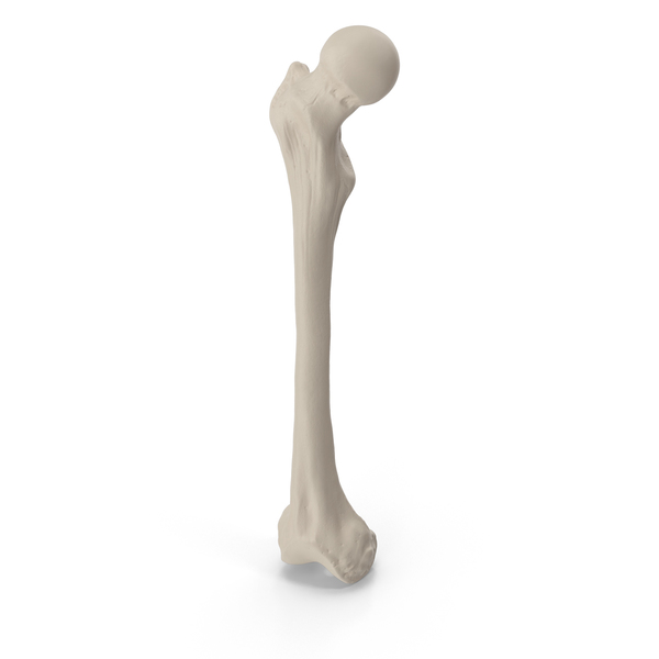 Femur PNG & PSD Images