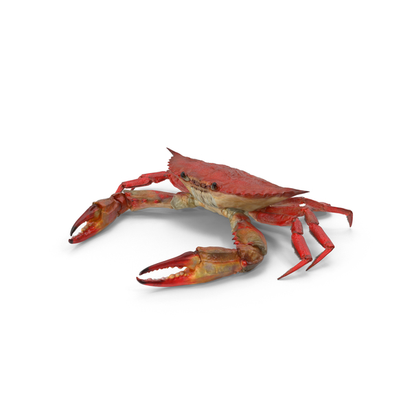 Boiled Blue Crab PNG & PSD Images