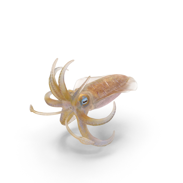 Squid PNG & PSD Images