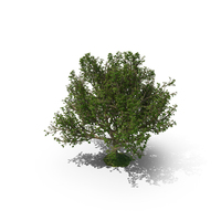 Tree PNG & PSD Images