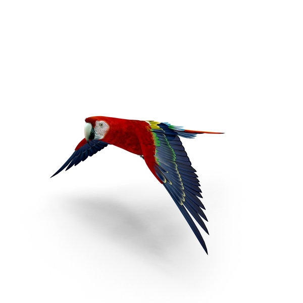 猩红色的金刚鹦鹉PNG和PSD图像
