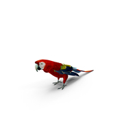 猩红色的金刚鹦鹉PNG和PSD图像