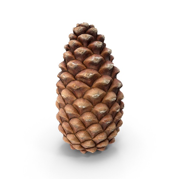 Closed Pine Cone PNG & PSD Images