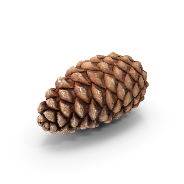 Closed Pine Cone Flat PNG & PSD Images