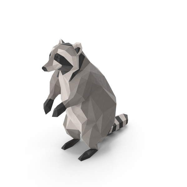 Raccoon PNG & PSD Images