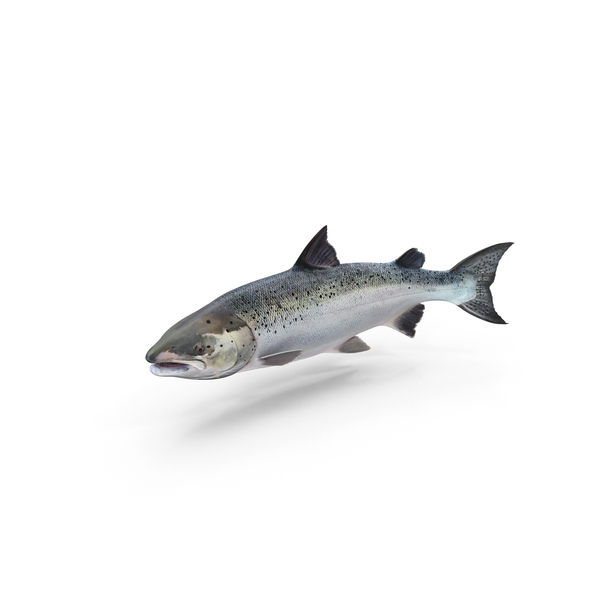 大西洋鲑鱼鱼PNG和PSD图像