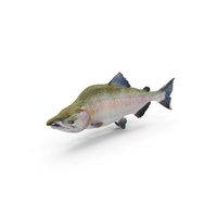 Pink Salmon PNG & PSD Images