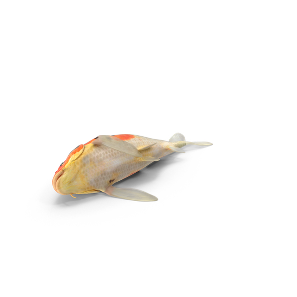 Koi Fish PNG & PSD Images