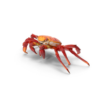 Red Rock Crab PNG & PSD Images